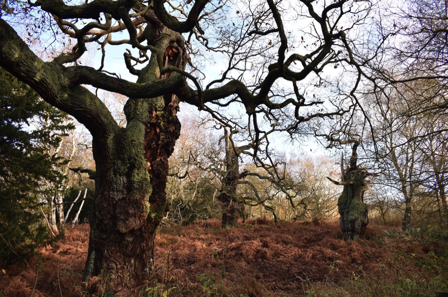 Old oak trees